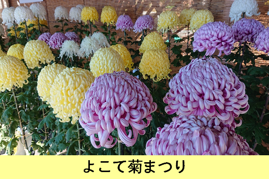 よこて菊まつり